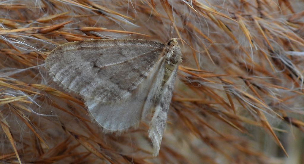 Piędzik siewierak (Operophtera fagata)