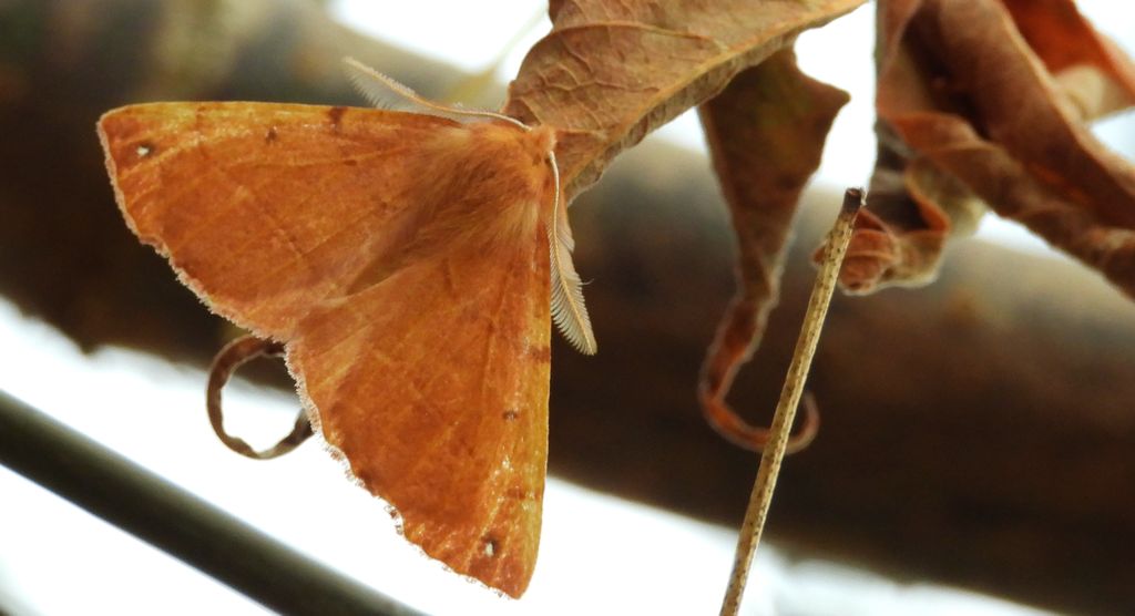 Mrzonka pierzak (Colotois pennaria)