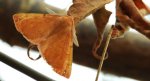 Mrzonka pierzak (Colotois pennaria)