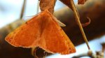 Mrzonka pierzak (Colotois pennaria)