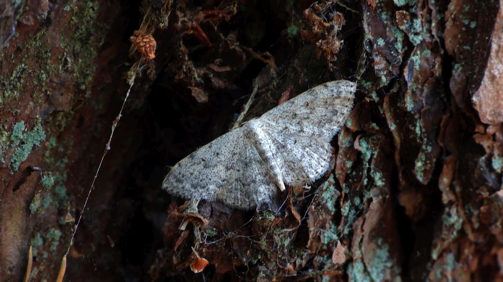 Wątlak brzegokropek (Scopula marginepunctata)