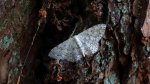Wątlak brzegokropek (Scopula marginepunctata)