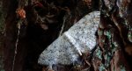 Wątlak brzegokropek (Scopula marginepunctata)
