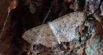 Wątlak brzegokropek (Scopula marginepunctata)