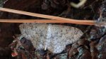 Wątlak brzegokropek (Scopula marginepunctata)