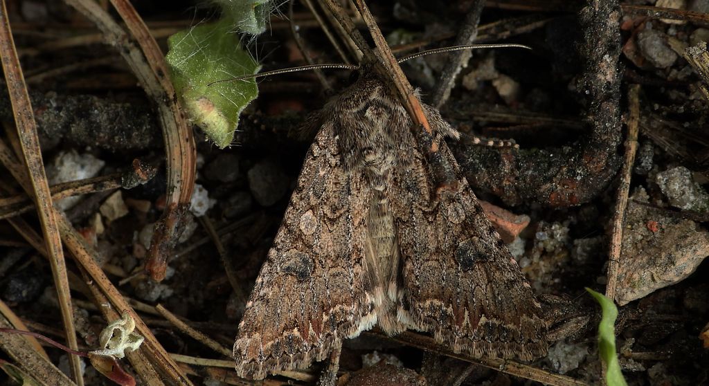 Piętnówka chwastówka (Anarta trifolii)