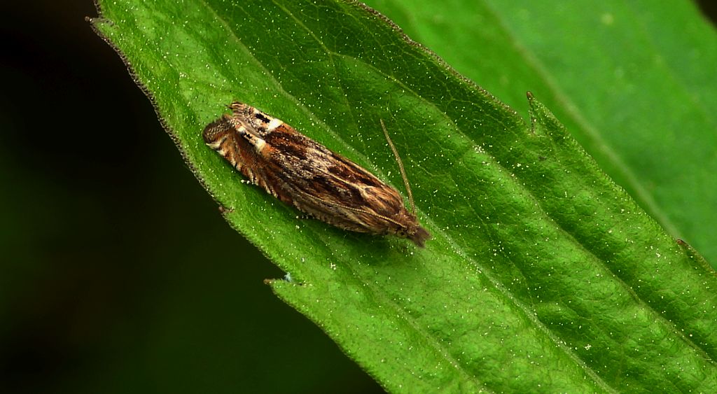 Zwójka - Eucosma aspidiscana