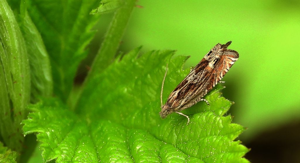 Zwójka - Eucosma aspidiscana