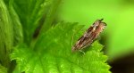 Zwójka - Eucosma aspidiscana