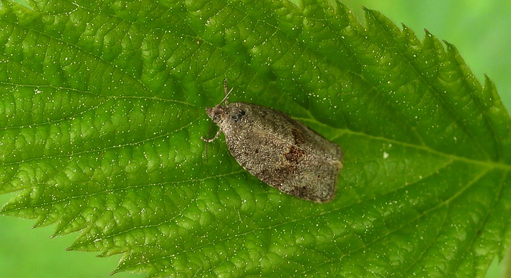 Zwójka - Syndemis musculana