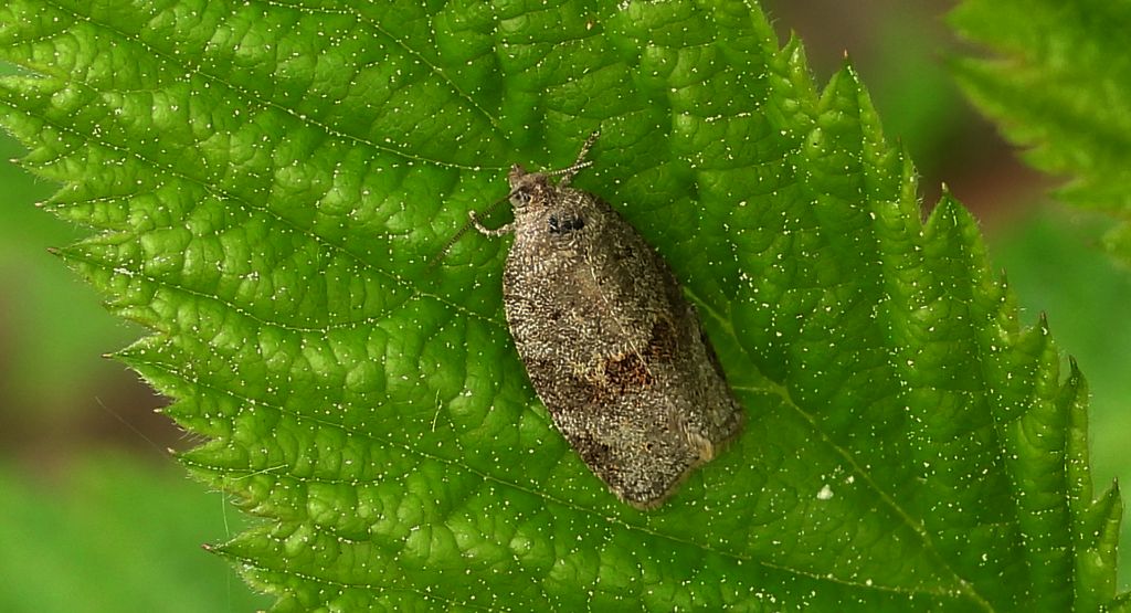 Zwójka - Syndemis musculana