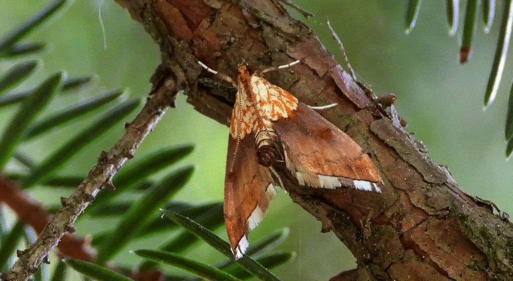 Diana gajowa (Agrotera nemoralis)