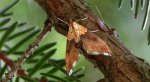 Diana gajowa (Agrotera nemoralis)