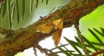 Diana gajowa (Agrotera nemoralis)