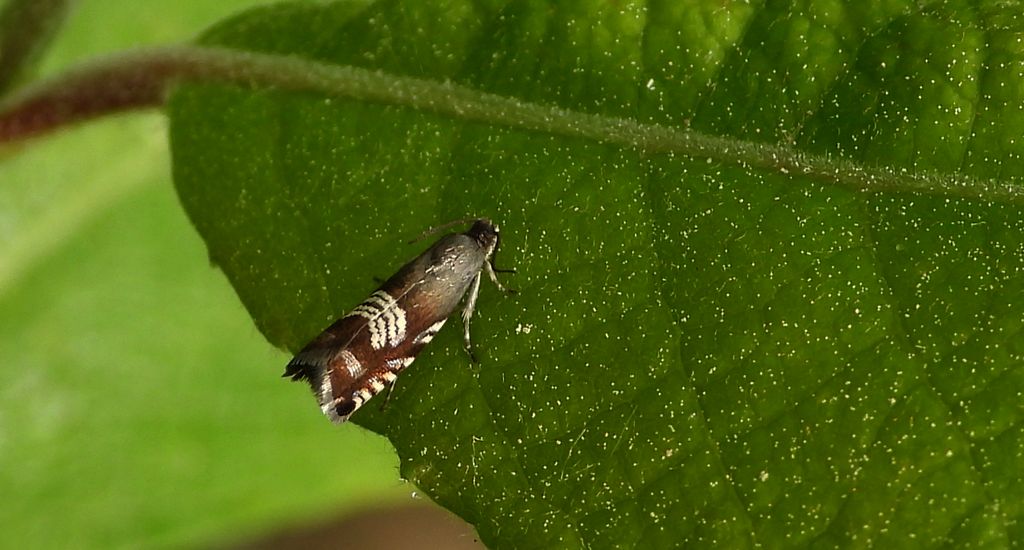 Owocówka paskóweczka (Grapholita compositella)