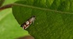 Owocówka paskóweczka (Grapholita compositella)