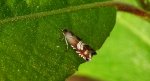 Owocówka paskóweczka (Grapholita compositella)