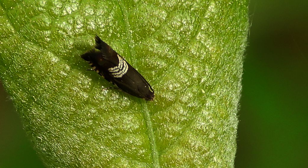 Owocówka paskóweczka (Grapholita compositella)