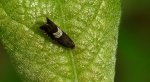 Owocówka paskóweczka (Grapholita compositella)