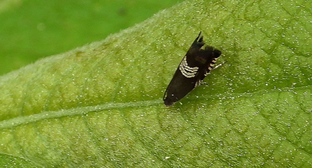 Owocówka paskóweczka (Grapholita compositella)