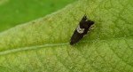 Owocówka paskóweczka (Grapholita compositella)