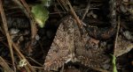 Piętnówka chwastówka (Anarta trifolii)