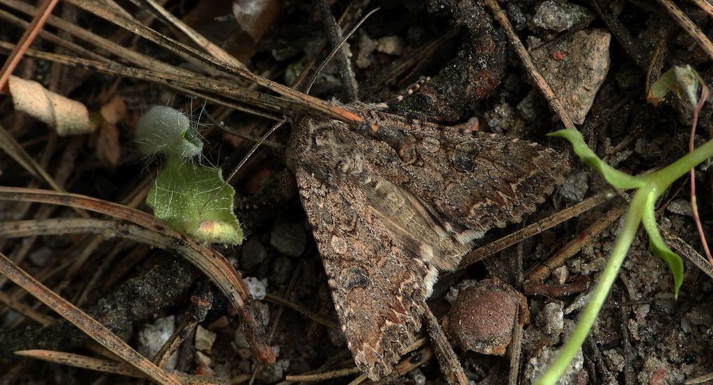 Piętnówka chwastówka (Anarta trifolii)