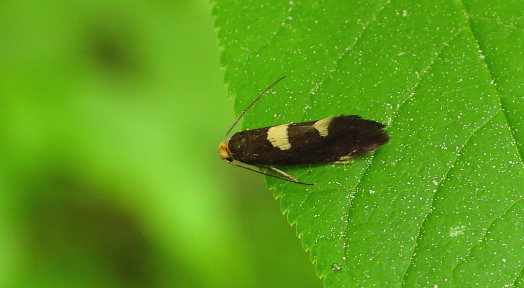 Incurvaria masculella