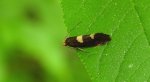 Incurvaria masculella