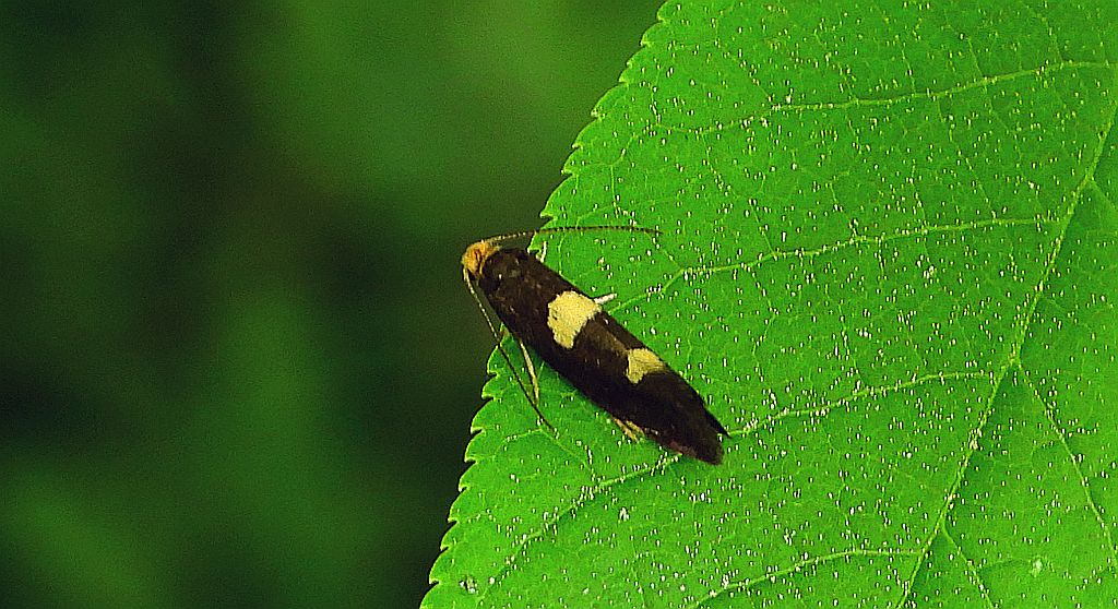 Incurvaria masculella