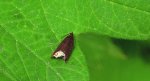 Zwójka - Ancylis selenana