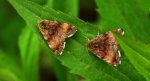 Pozłotka pokątnica (Panemeria tenebrata)