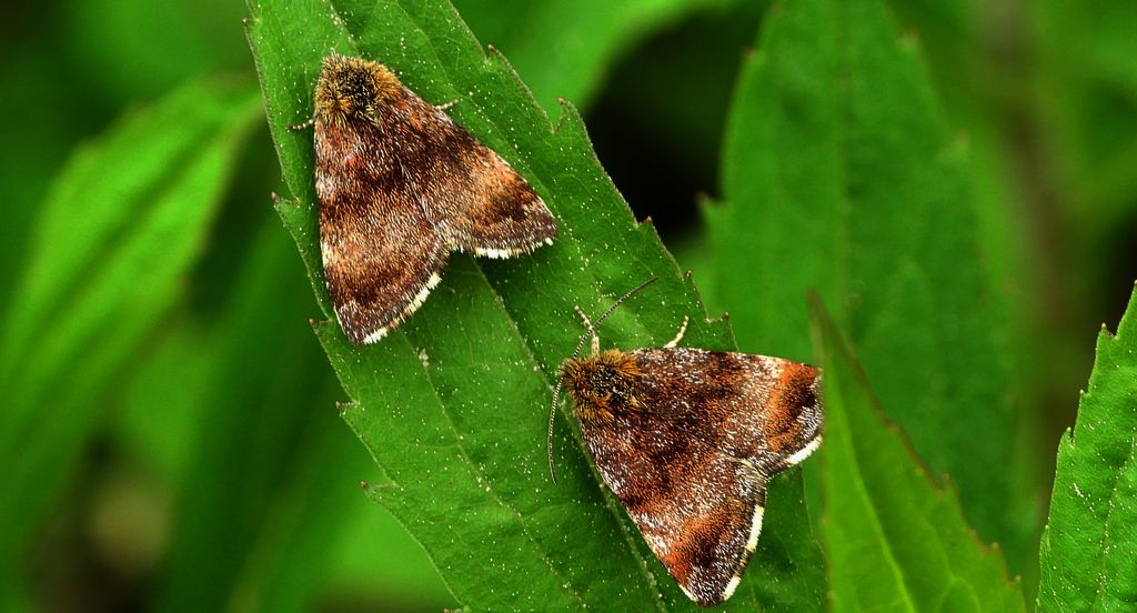 Pozłotka pokątnica (Panemeria tenebrata)