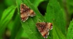 Pozłotka pokątnica (Panemeria tenebrata)