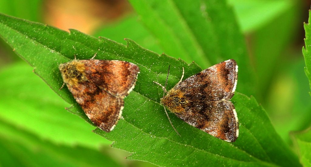 Pozłotka pokątnica (Panemeria tenebrata)