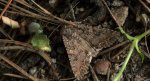 Piętnówka chwastówka (Anarta trifolii)