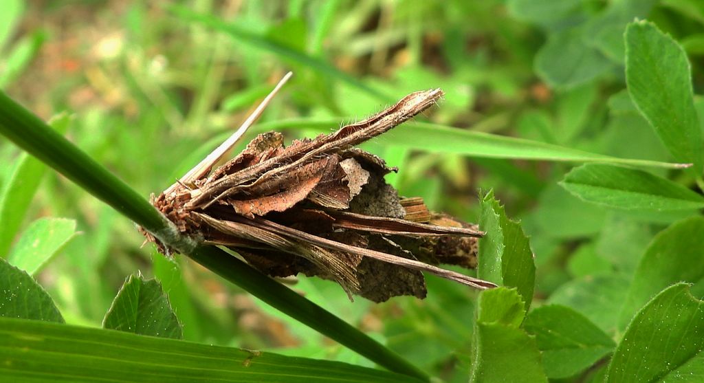 Koszówka murzynka (Canephora hirsuta)