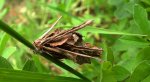 Koszówka murzynka (Canephora hirsuta)