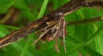Koszówka murzynka (Canephora hirsuta)