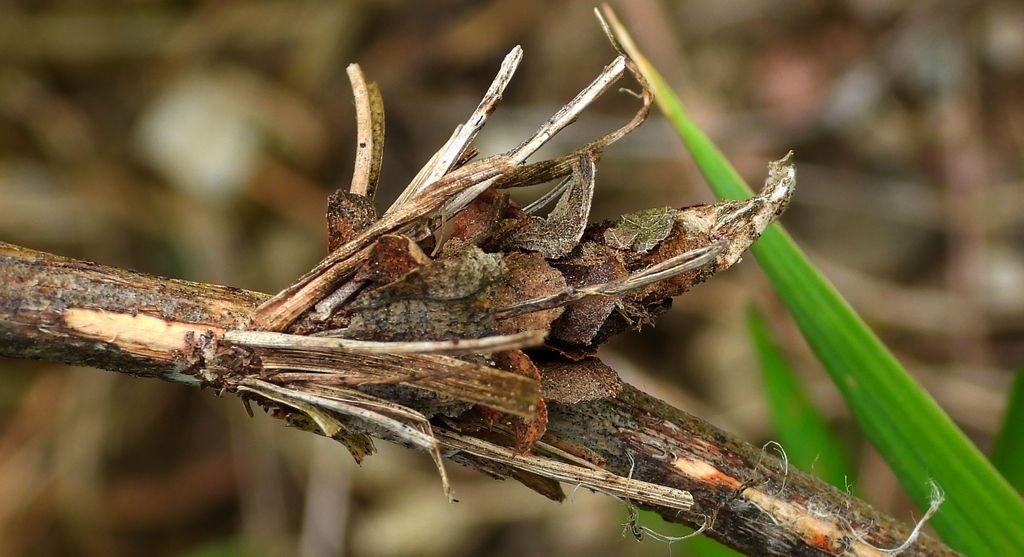 Koszówka murzynka (Canephora hirsuta)