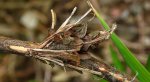 Koszówka murzynka (Canephora hirsuta)
