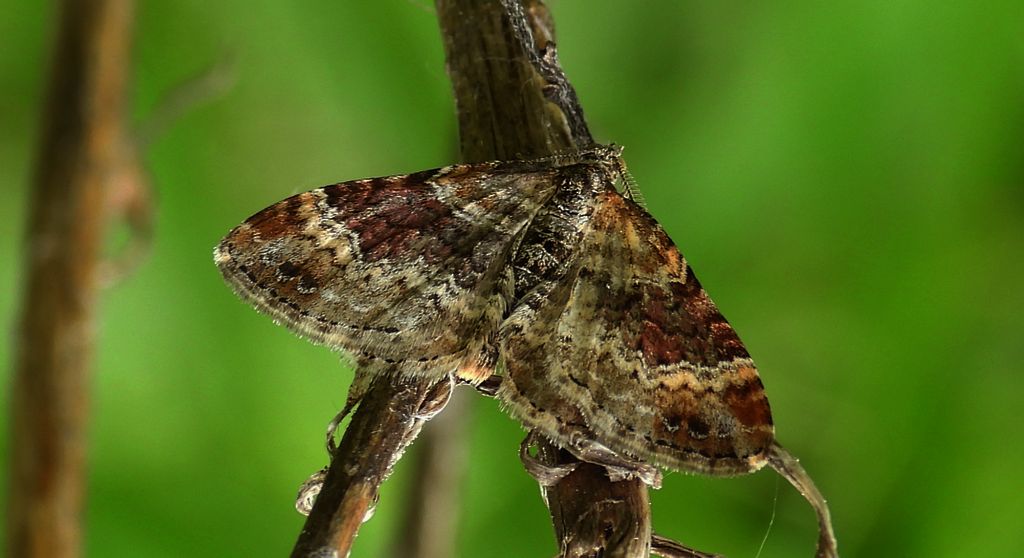 Paśnik mysiotrzewiak (Xanthorhoe ferrugata)