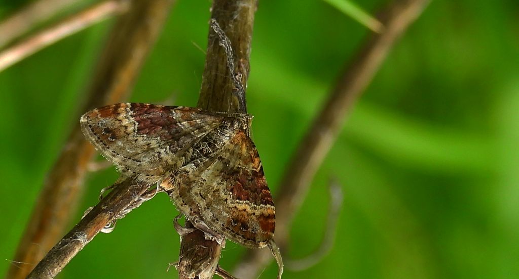 Paśnik mysiotrzewiak (Xanthorhoe ferrugata)