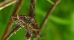 Paśnik mysiotrzewiak (Xanthorhoe ferrugata)
