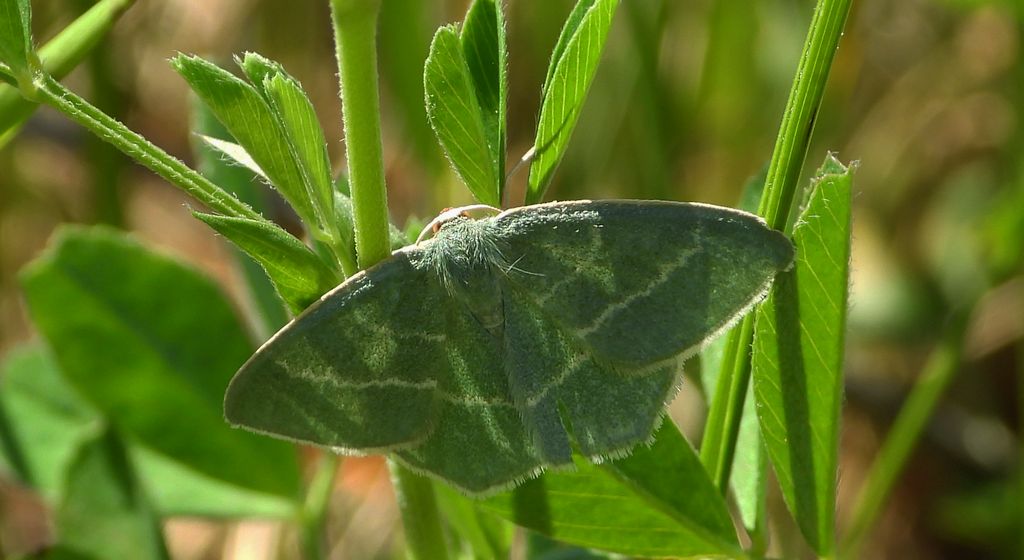 Miernik seledyniak (Chlorissa viridata)