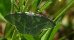 Miernik seledyniak (Chlorissa viridata)
