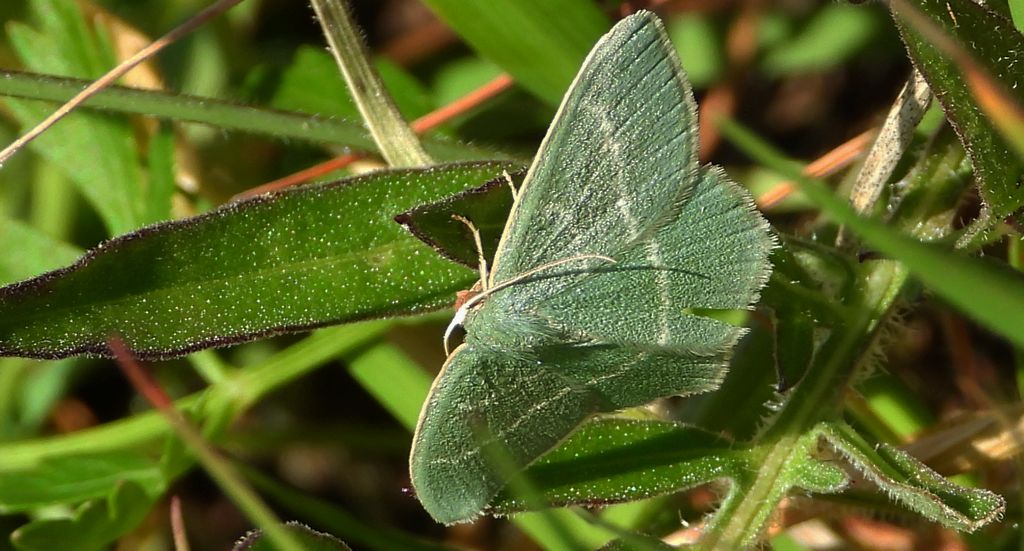 Miernik seledyniak (Chlorissa viridata)