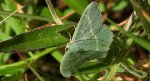 Miernik seledyniak (Chlorissa viridata)