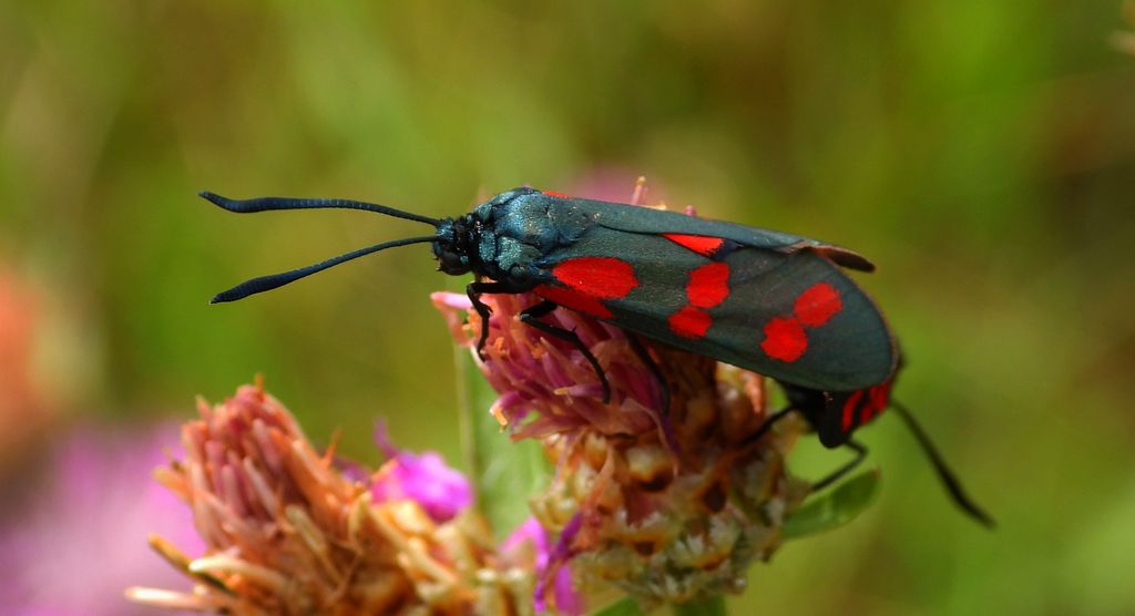 Kraśnik sześcioplamek (Zygaena filipendulae)