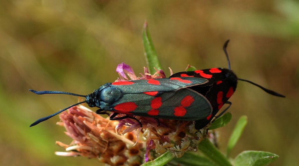 Kraśnik sześcioplamek (Zygaena filipendulae)